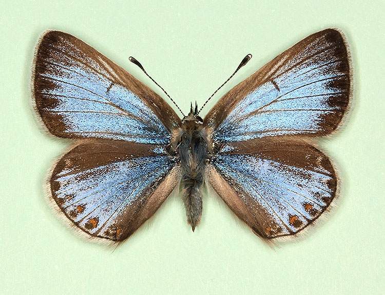 Polyommatus icarus female (aberrant form nov 5) (Internet Image property of respective owner, non-commercial use only)